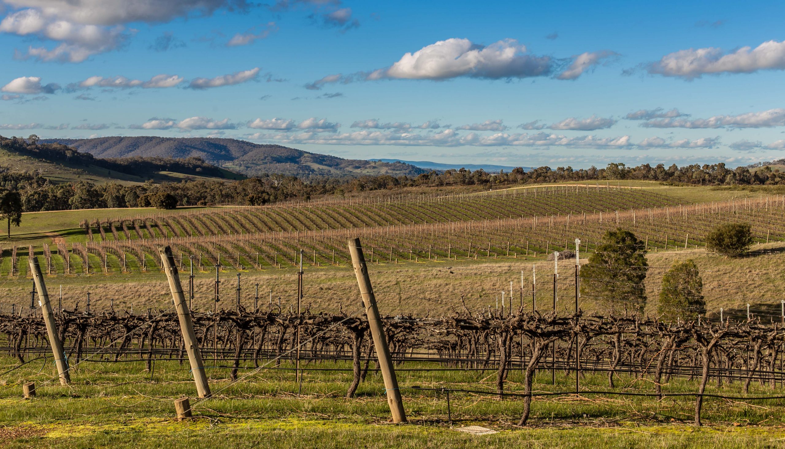 Peerick vineyard